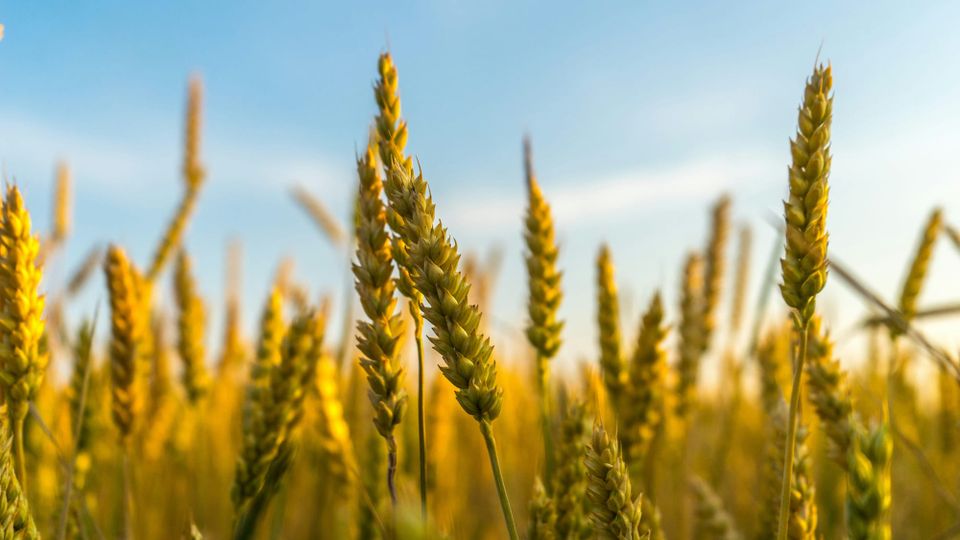 ADM doubles down on regenerative agriculture after 1mn tonne emissions reduction
