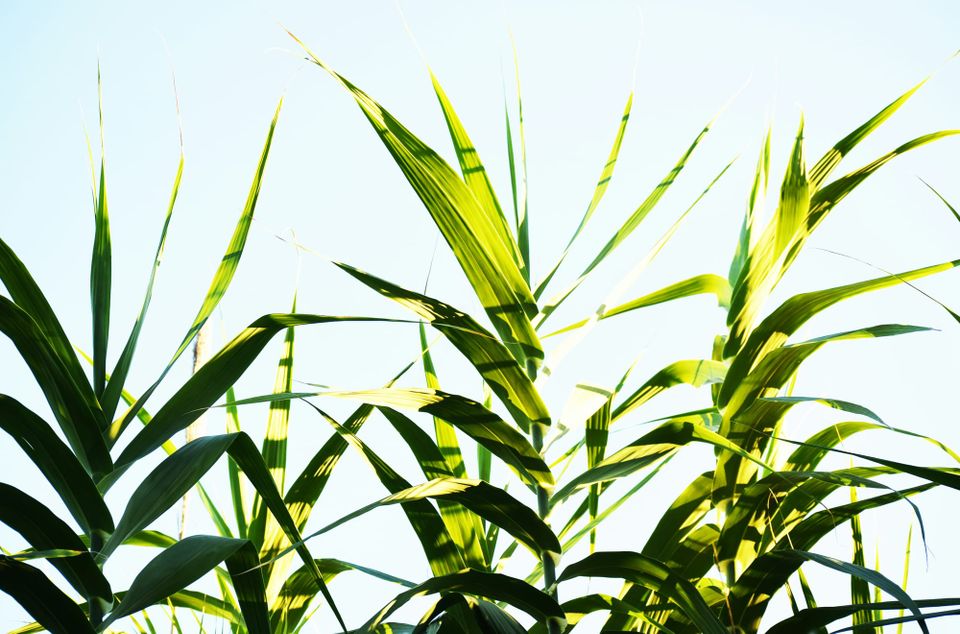 COP30 starts with launch of TFFF and pledge to quadruple sustainable fuels