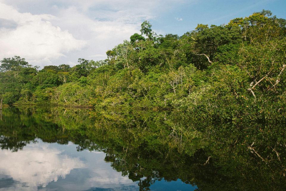 Grocers press soy traders to reaffirm commitment to no Amazon deforestation