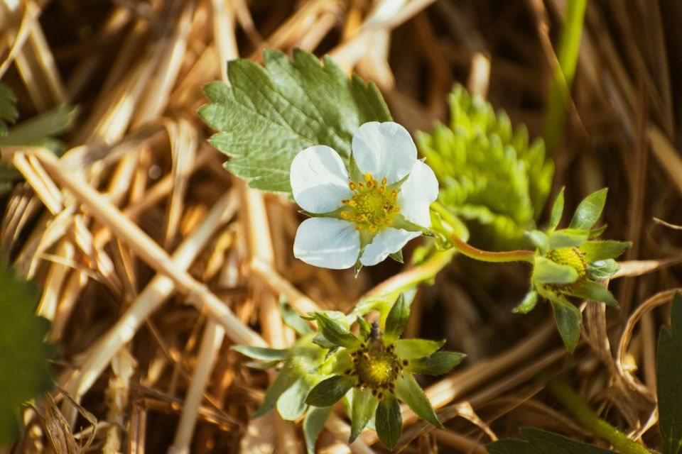 Nestlé launches partnerships to attract more people to regenerative agriculture