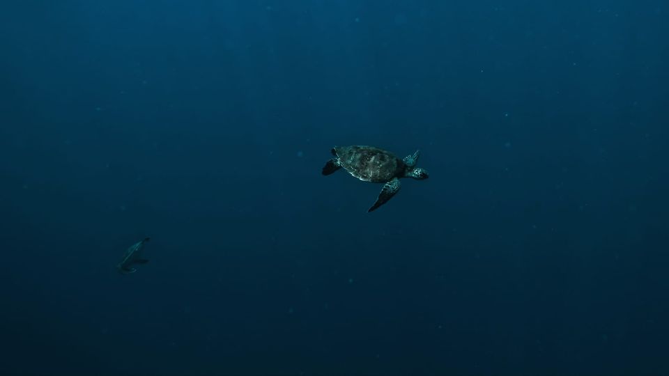 ‘Historic’: High Seas Treaty enters into force