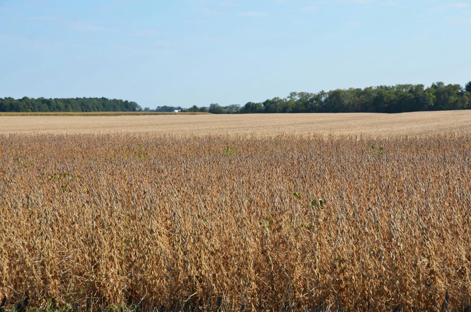 Top grain companies give up Brazil’s Soy Moratorium