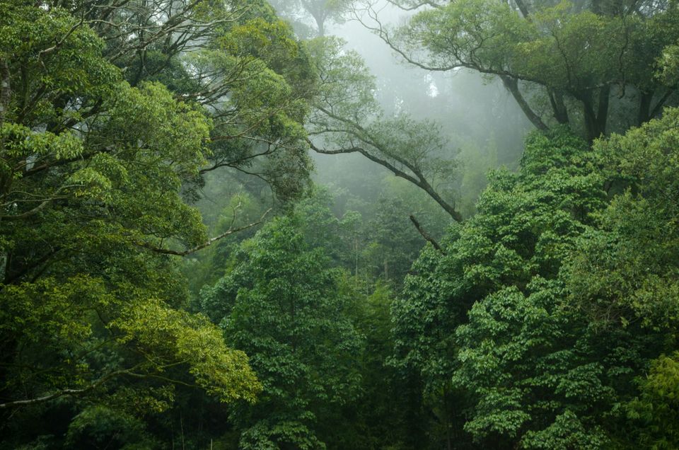 Initial assessment of Article 6 use finds carbon credit trade could hinder climate action