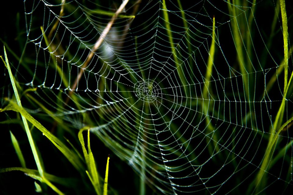 Overcoming the ‘accountability trap’ in climate and nature action