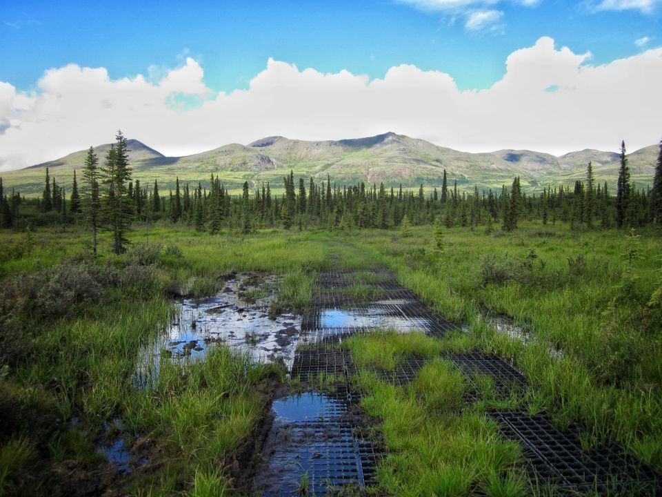 From nature risk to nature action: Lessons from CSO Futures’ webinar on restoration and resilience