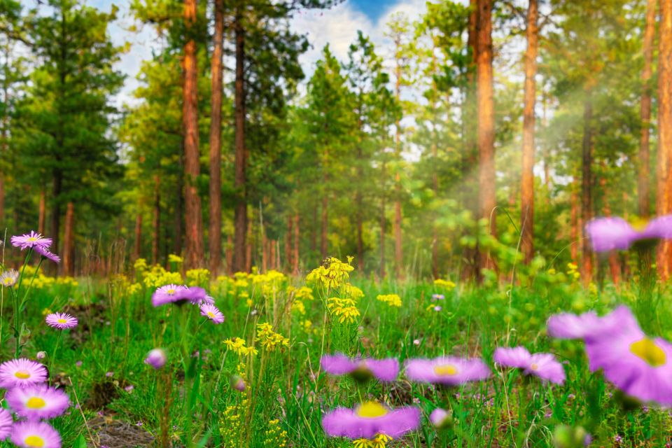 Virgin Media O2 joins Ecologi’s Media in Service of Nature programme