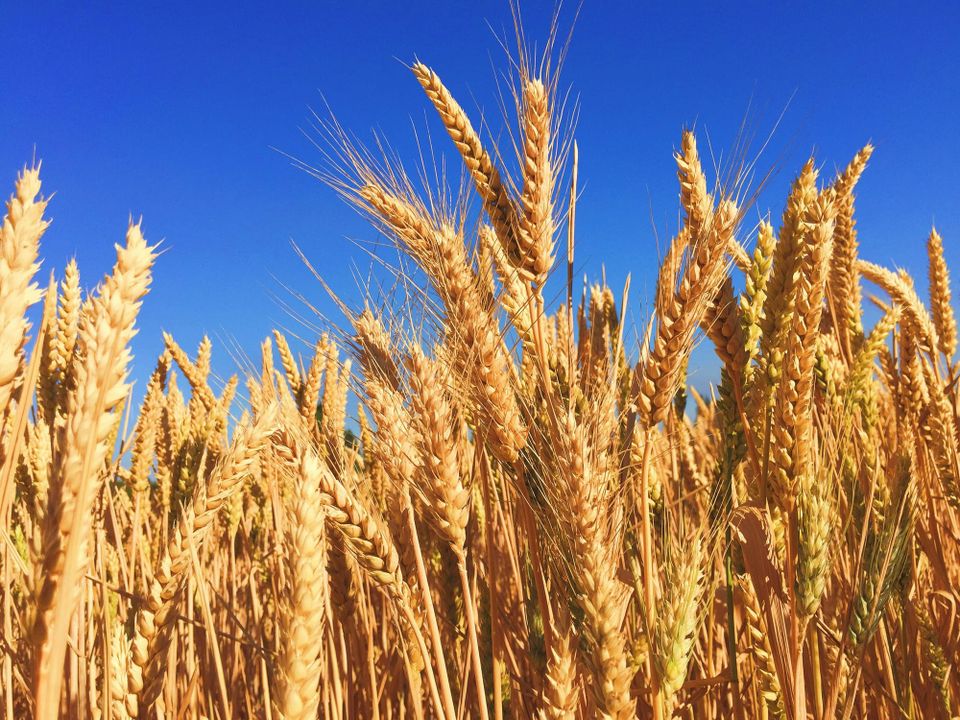 ADM, General Mills and Walmart partner for regenerative wheat