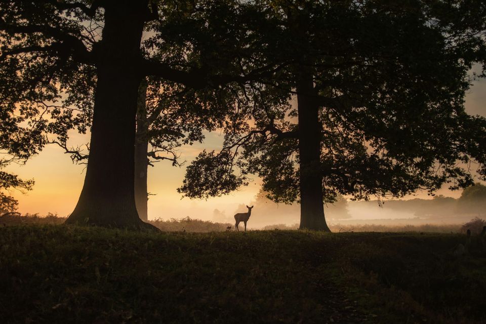 UK organisations set out roadmap to unlock private finance for nature