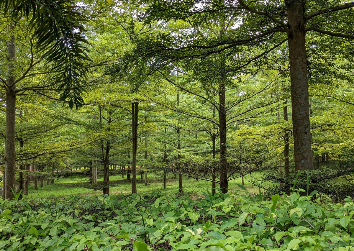 AGROFORESTRY: Opportunity, Obligation or Competitive Advantage?