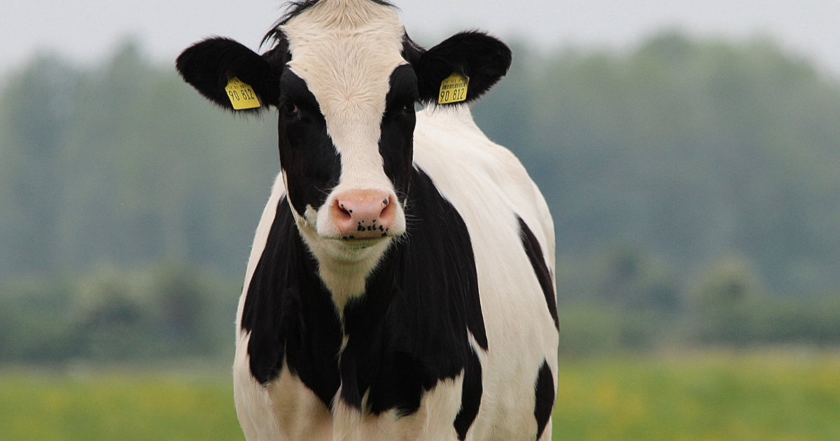 Health, Welfare and Resilience: Why DEFRA Wants Farmers Working Together