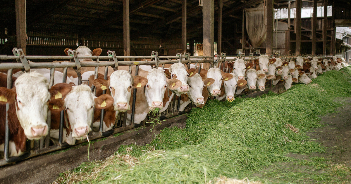 Carbon Credits and Dairy Farming: Who Owns the Carbon?