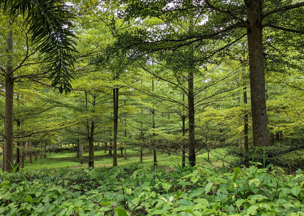 AGROFORESTRY: Opportunity, Obligation or Competitive Advantage?