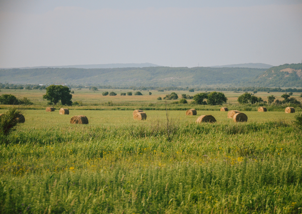 Why This Summer Has Challenged Even the Best Silage Makers