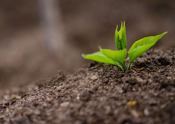 Soil as a Resource: Applying the Soil Management Hierarchy in Practice