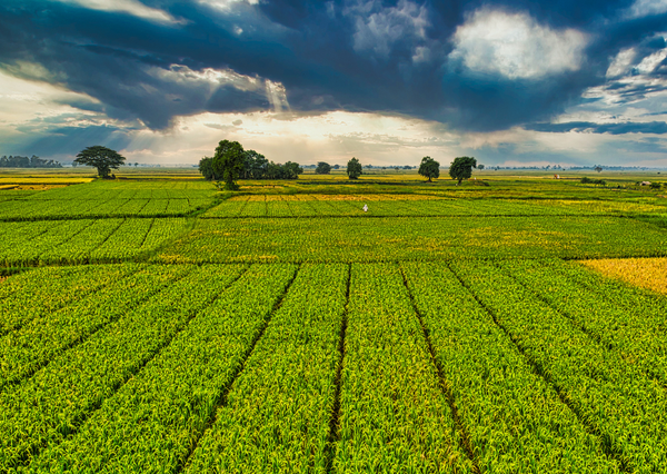 Precision Farming: Better Decisions Through Better Information