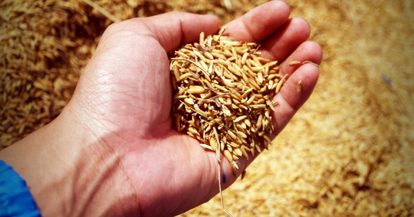 Food, Incentives and Resilience: Are We Asking Rural Businesses to Deliver Conflicting Outcomes?