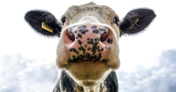 WHY BIGGER NUMBERS DON'T ALWAYS MEAN BIGGER PROFITS: Lessons From A Volatile Dairy Market