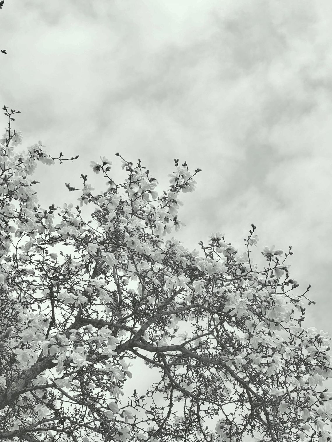 inside edge of the perpetual heartbreak