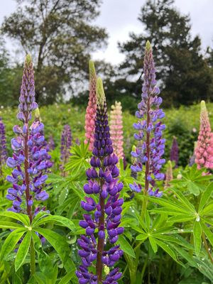 lupine