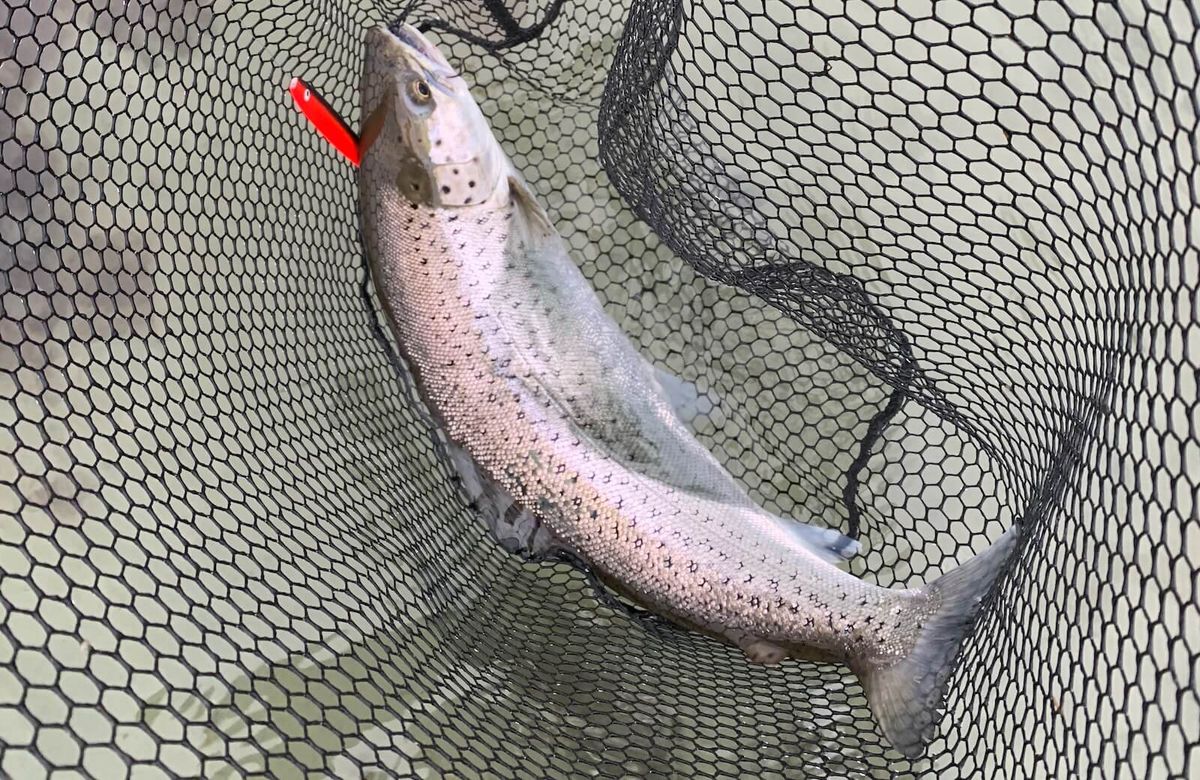 Bedste blink til havørred – mine erfaringer fra kystfiskeriet