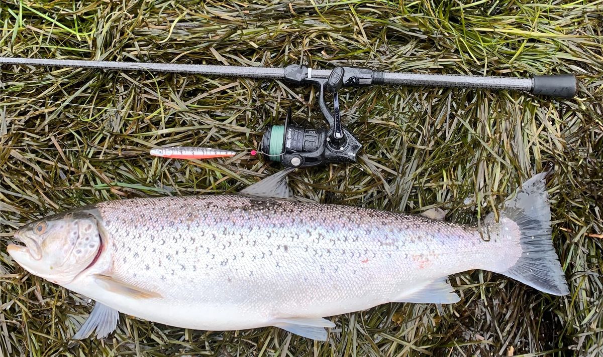 Havørredfiskeri i efteråret –  Omkring København