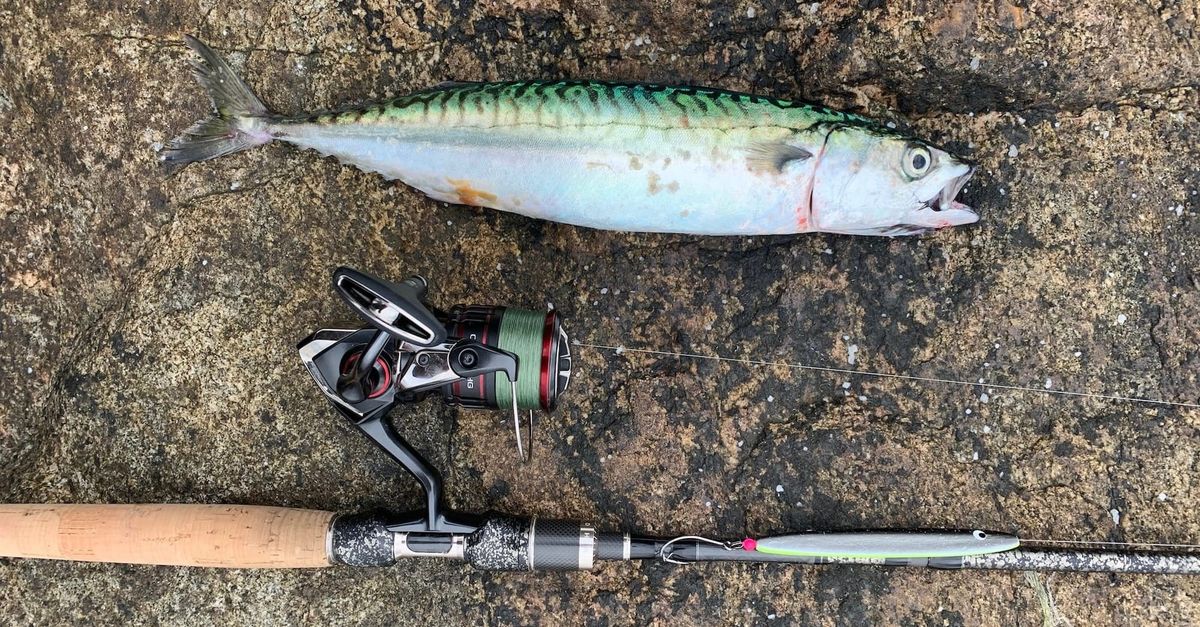 Makrelfiskeri i Danmark – sæson, pladser og grej