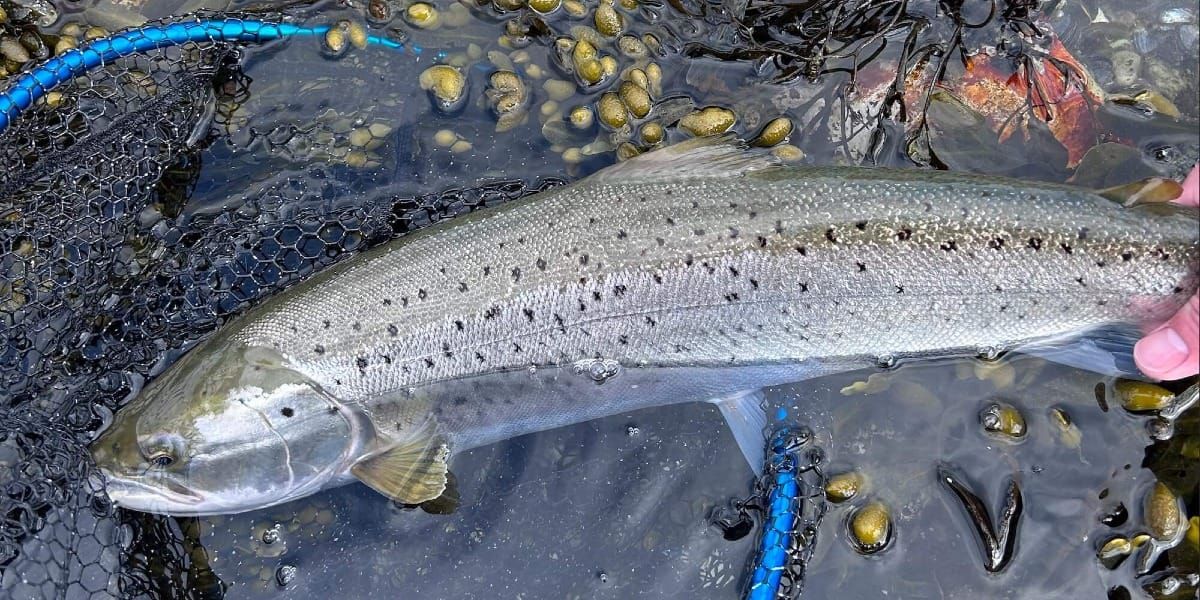 Mine to sikre kort til havørred på kysten