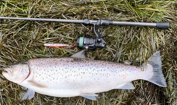 Havørredfiskeri i efteråret –  Omkring København