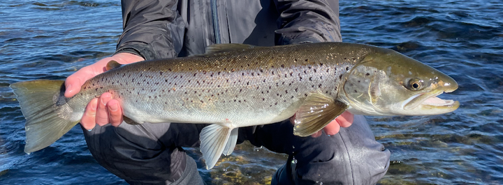3 sikre havørredpladser på Sjælland til sensommeren – mine egne erfaringer fra kysten