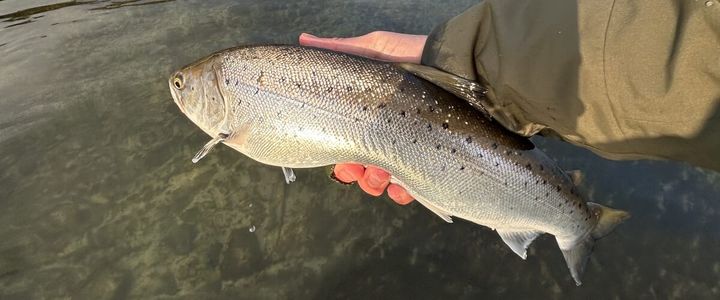 Bedste havørred spots i Danmark – Sjælland og Bornholm
