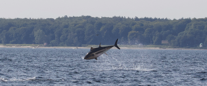 Tun i Øresund – derfor vender kæmperne tilbage