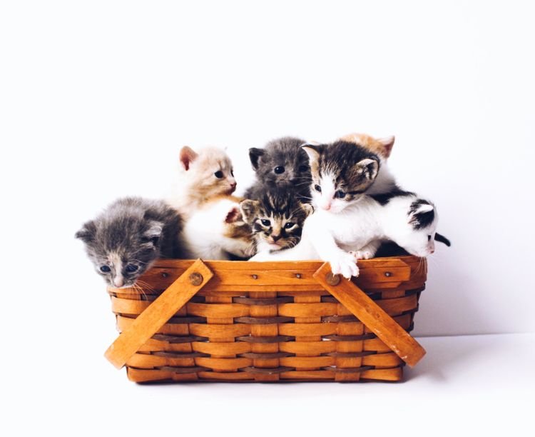 Ça passera mieux avec des chatons