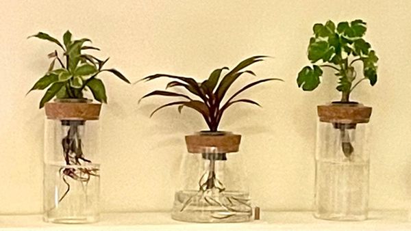 水耕植物