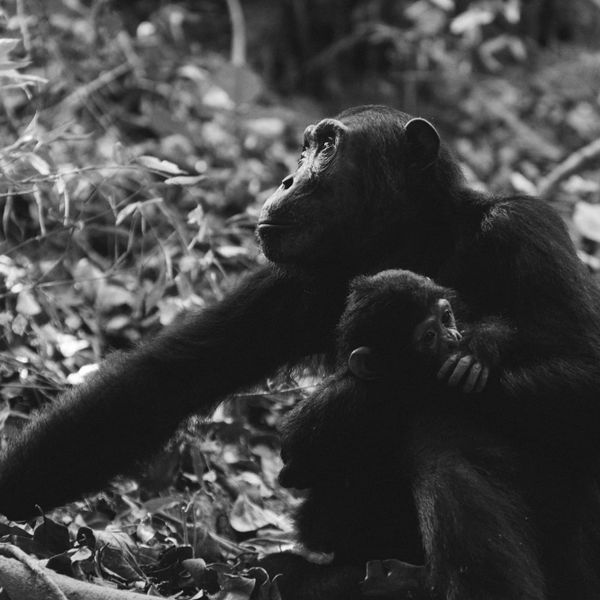 What a new study into chimps could tell us about our brains