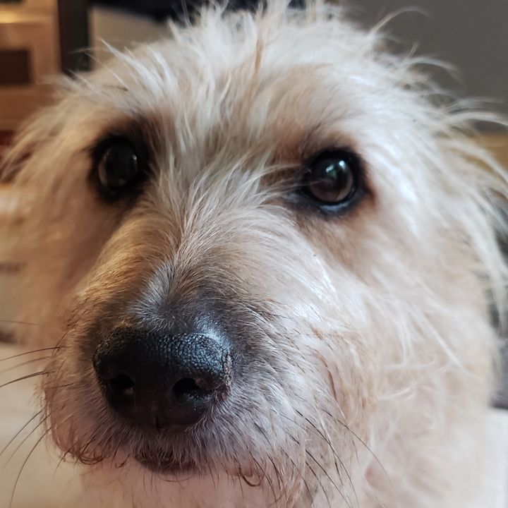 A Dog Eat Trump Debate