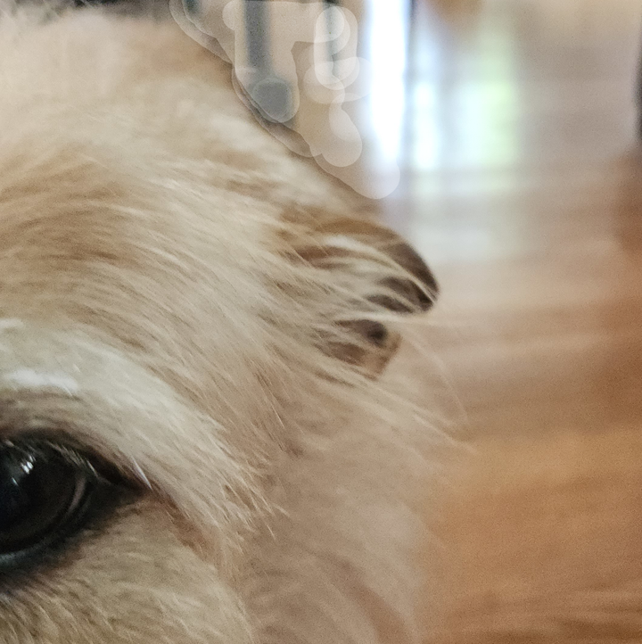 Extreme close-up of a dog's eye, symbolizing the 'picture of pure joy'—and the subsequent tragedy—described in the Kristi Noem Cricket story.