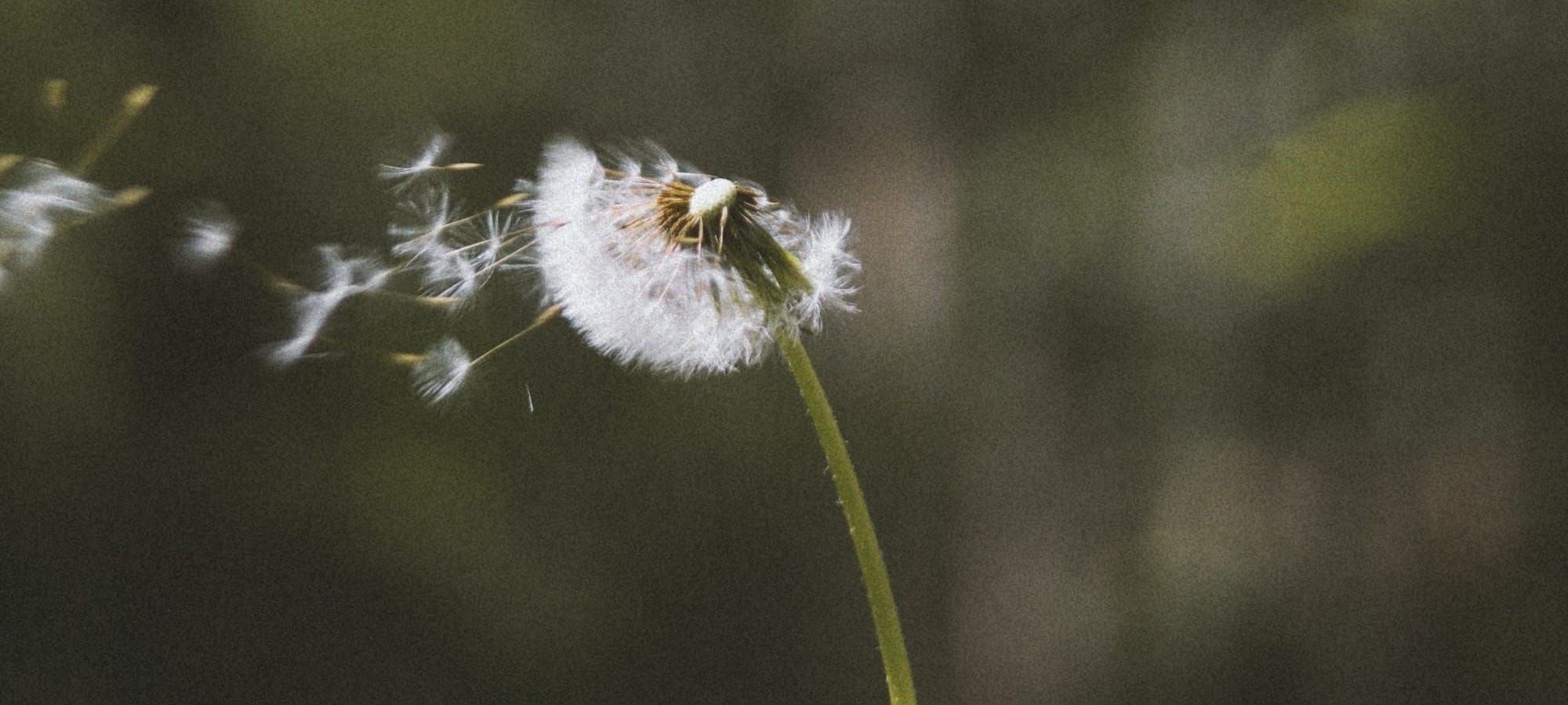 Still Unfurling