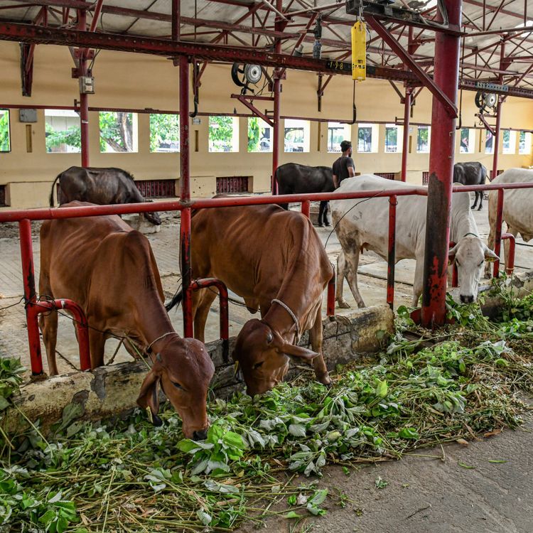 We are all just animals. Why animal health is public health too