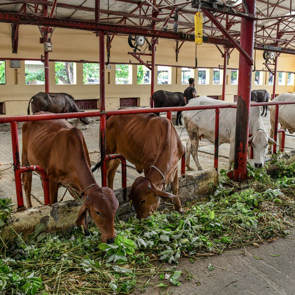 We are all just animals. Why animal health is public health too