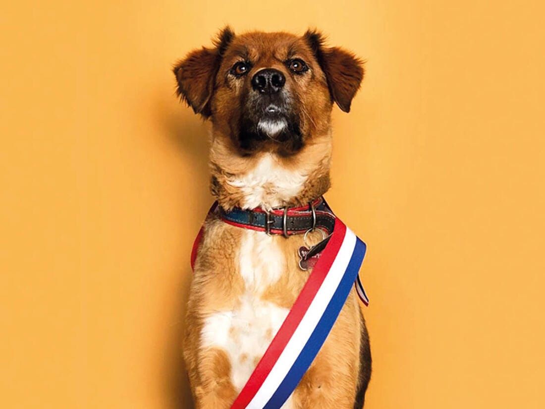 Adopción Responsable: Eventos de Regalía de Mascotas en Chile Esta Temporada y Cómo Participar
