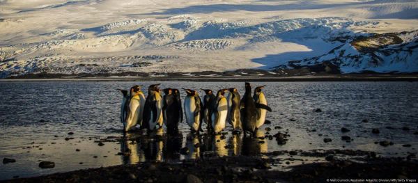 Trump impone aranceles a islas habitadas solo por pingüinos y focas