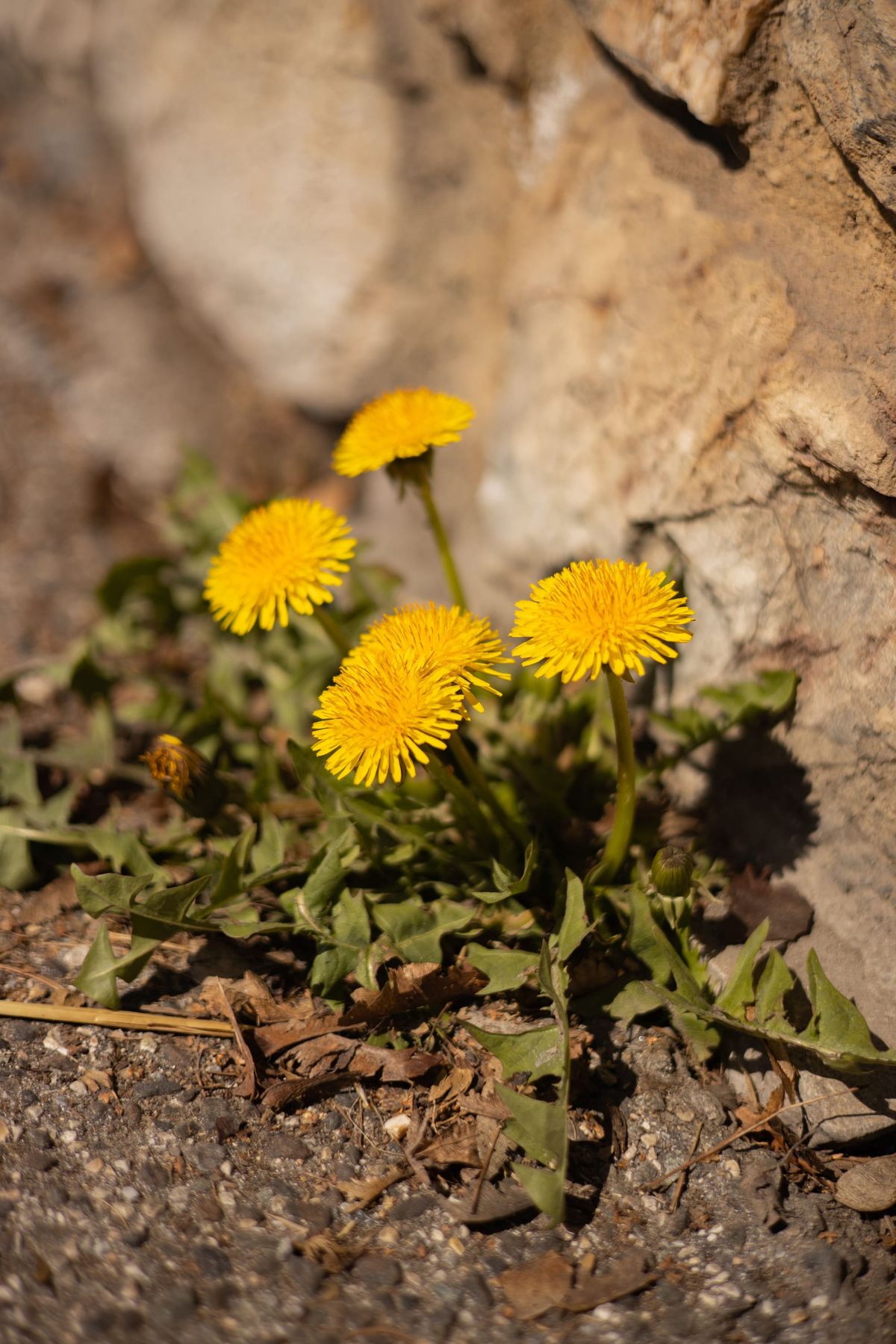 The Purpose of Weeds