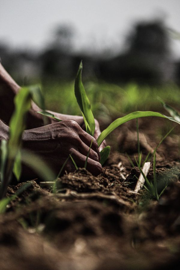 Dirt Beats Millions: Why Healing the Soil is the Only Way to Heal the Soul