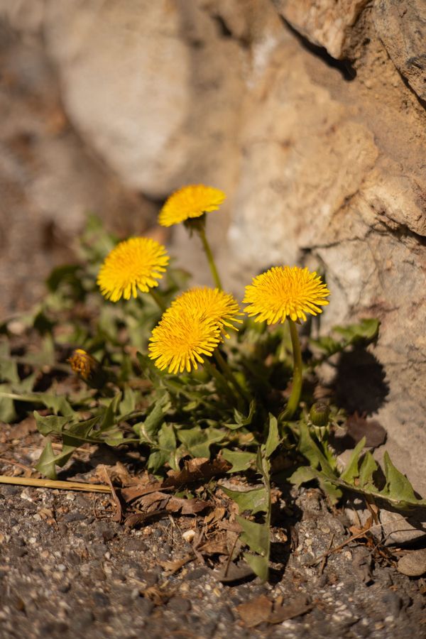 The Purpose of Weeds