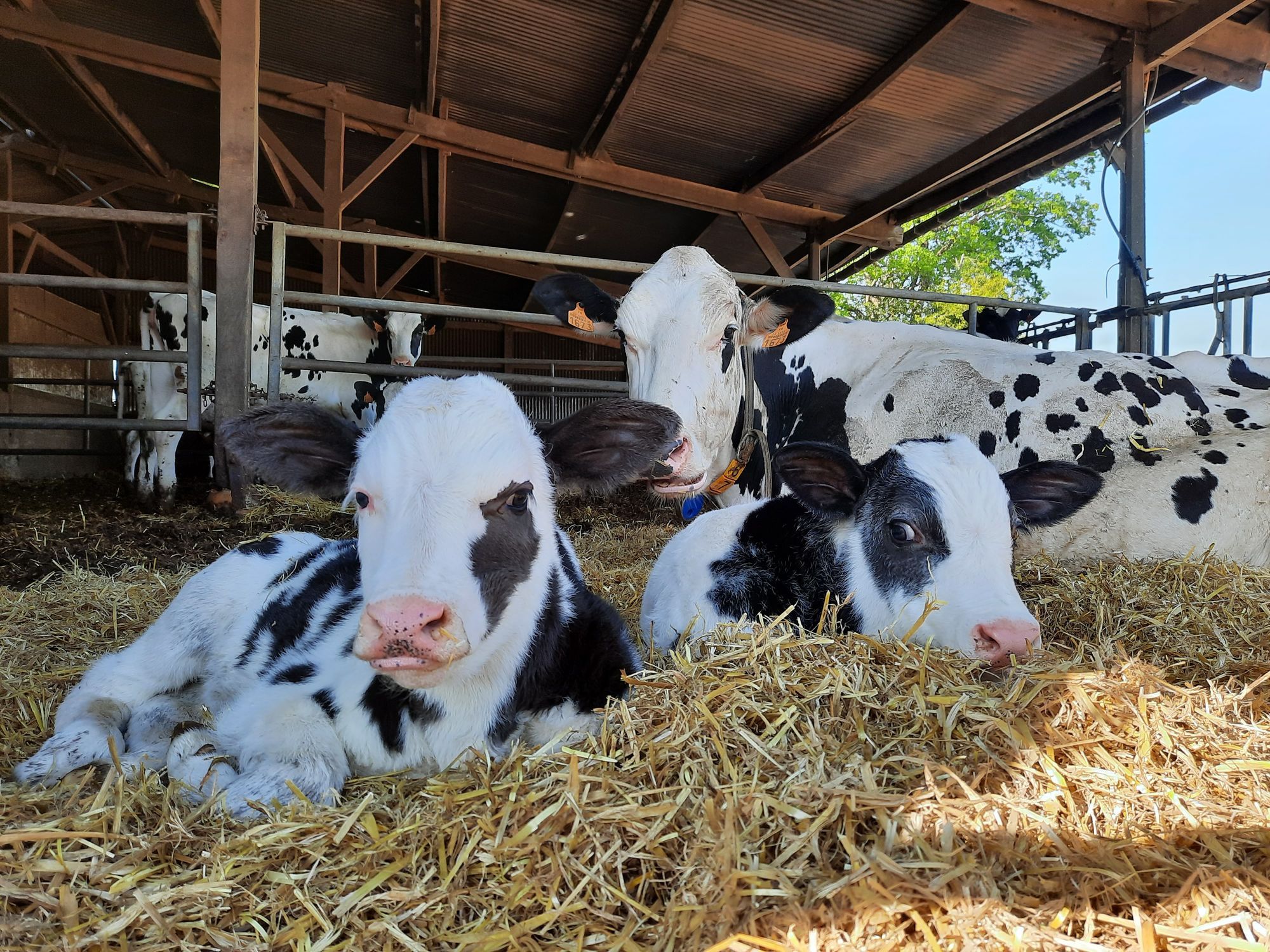 EFSA Report on Welfare of Calves: Recommendations and Potential Impact on Farmers