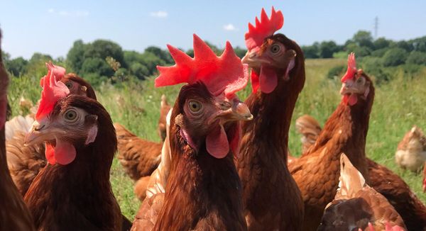 Poultry Farmers Face Challenges Implementing EFSA Welfare Recommendations