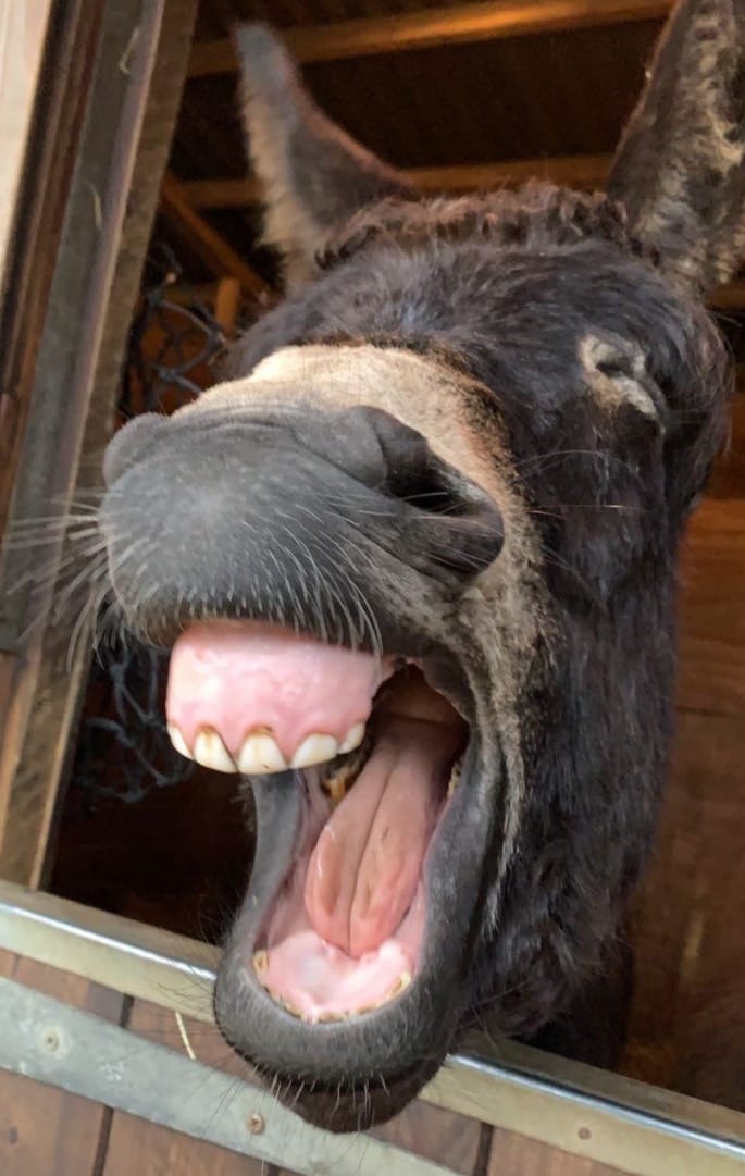 16. Charlotte Kitchen_Tired Donkey.tif