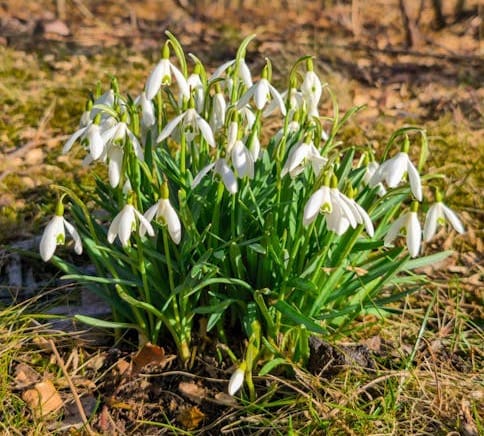 Free Cluster of snowdrops blooming in an urban park in Germany, signaling the arrival of spring. Stock Photo