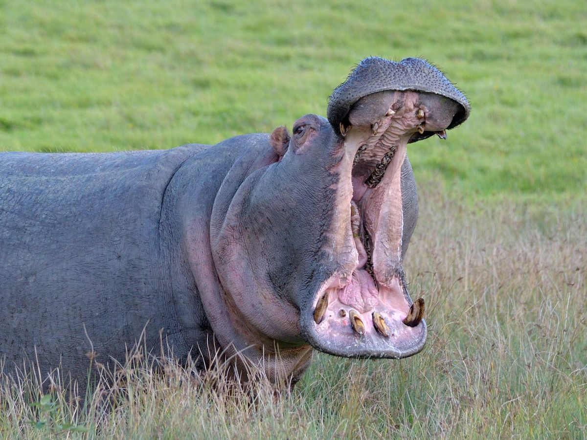 Good news as hippos could be back at Longleat