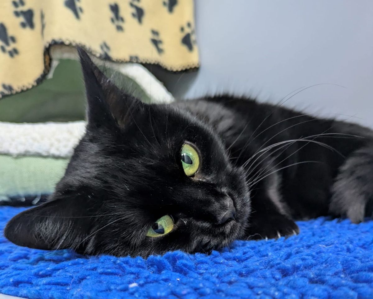 Young Cat With Air Gun Pellet Lodged in Chin Thrives in New Home